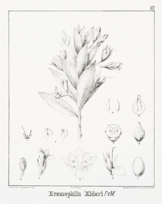 Eremophila Elderi F.v.M. Australian - Mueller