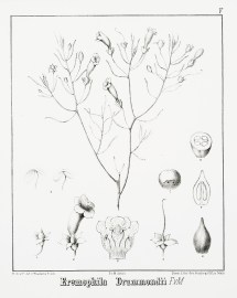 Eremophila Drummondii F.v.M.