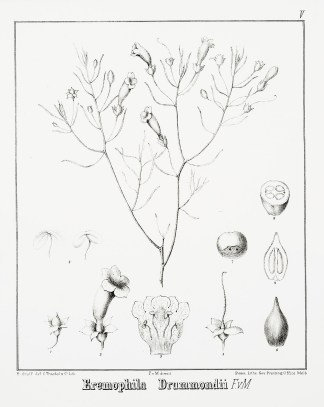 Eremophila Drummondii F.v.M. Australian - Mueller