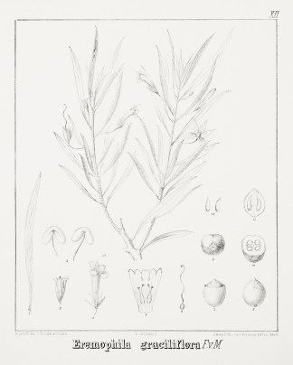 Eremophila graciliflora Australian - Mueller