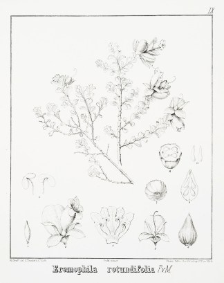 Eremophila rotundifolia Australian - Mueller Eremophila rotundifolia Australian - Mueller