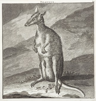 Filander. Acquisitions Prints