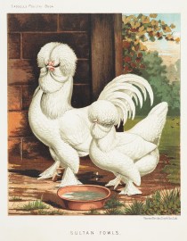 Sultan Fowls. General