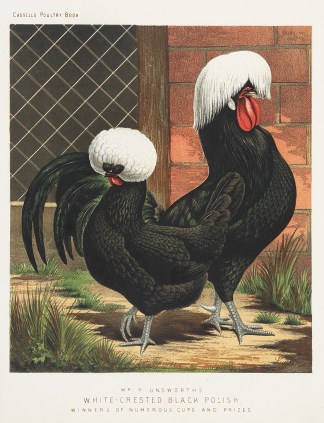 Mr. P Unsworths White-Crested Black Poli… General / Global