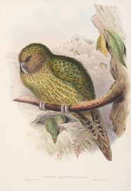 Strigops harbroptitlus, G.R. Gray.