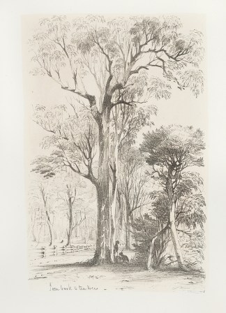 Iron bark & tea tree Australian - General Iron bark & tea tree Australian - General