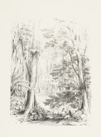 [Scene near Brisbane Water, Sassafrass Tree & Seaforthia]