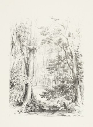 [Scene near Brisbane Water, Sassafrass T… Australian - General