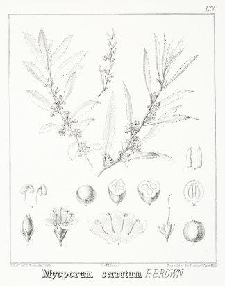 Myoporum serratum R. Brown. Australian - Mueller