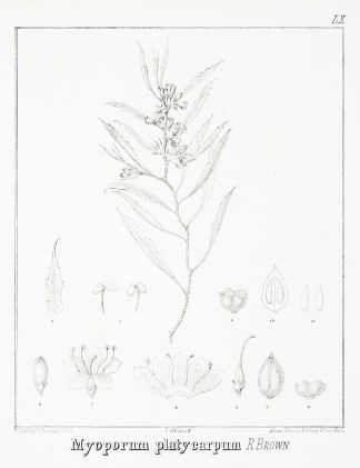 Myoporum platycarpum R. Brown. Australian - Mueller