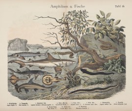 Amphibien u. Fische. ANIMALS Amphibien u. Fische.