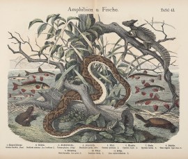 Amphibien u. Fische