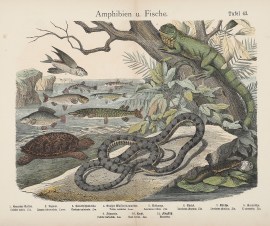 Amphien u. Fische