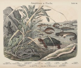 Amphibien u. Fische. ANIMALS