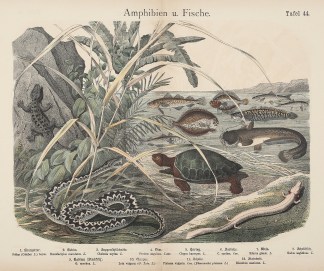 Amphibien u. Fische. Fish & Marine Life