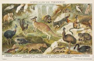 Australische Tierwelt. General / Global