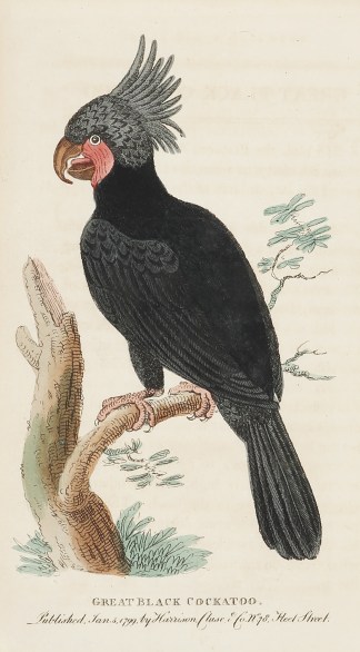Great Black Cockatoo. General / Global