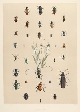 Entomology. Coleoptera. Insects & Spiders
