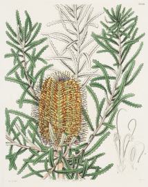 [Banksia littoralis? Shore Banksia.]