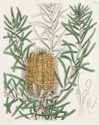 [Banksia littoralis? Shore Banksia.] Australian - General