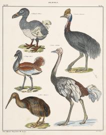 Trappen. [Dodo, Cassowary, Kiwi]