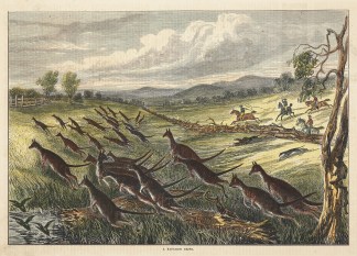 A Kangaroo Drive. Australiana (General)