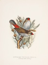 Australian Fire-tailed Finch. (Zonoeginthus bellus) Acquisitions Prints Australian Fire-tailed Finch. (Zonoeginthus bellus)