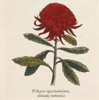Telopea speciosissima. Australian - General