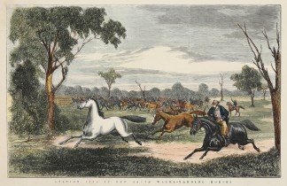 Station Life in New South Wales.-Yarding… New South Wales