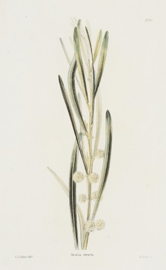 Acacia Stricta. Australian - General