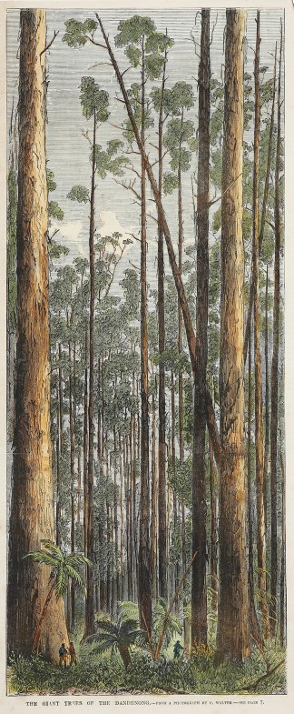 The Giant Trees of the Dandenong. Victoria